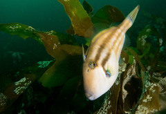 Meuschenia australis