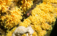 Lotella rhacina