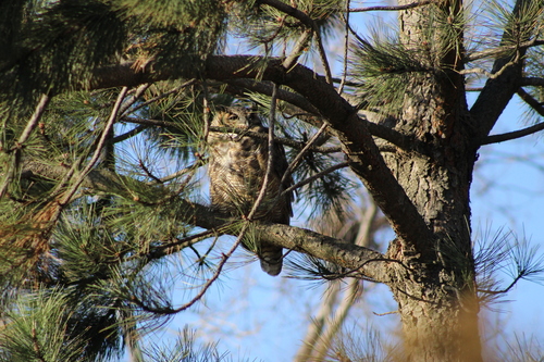 Great Horned Owl photographed in North Dakota
