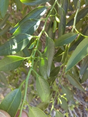 Vallesia glabra