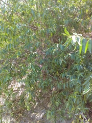 Vallesia glabra