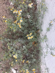 Thymophylla concinna