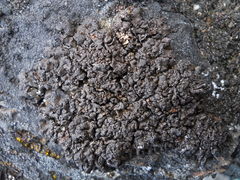 Umbilicaria nodulospora