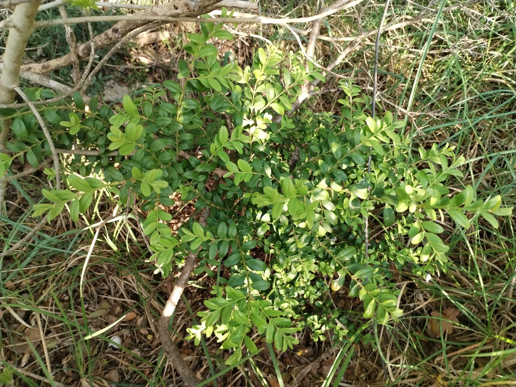 Common Box (Buxus sempervirens)