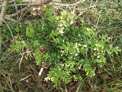 Buis Commun (Buxus sempervirens)