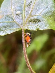 Cyphonia trifida