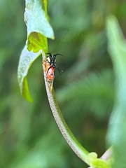 Cyphonia trifida