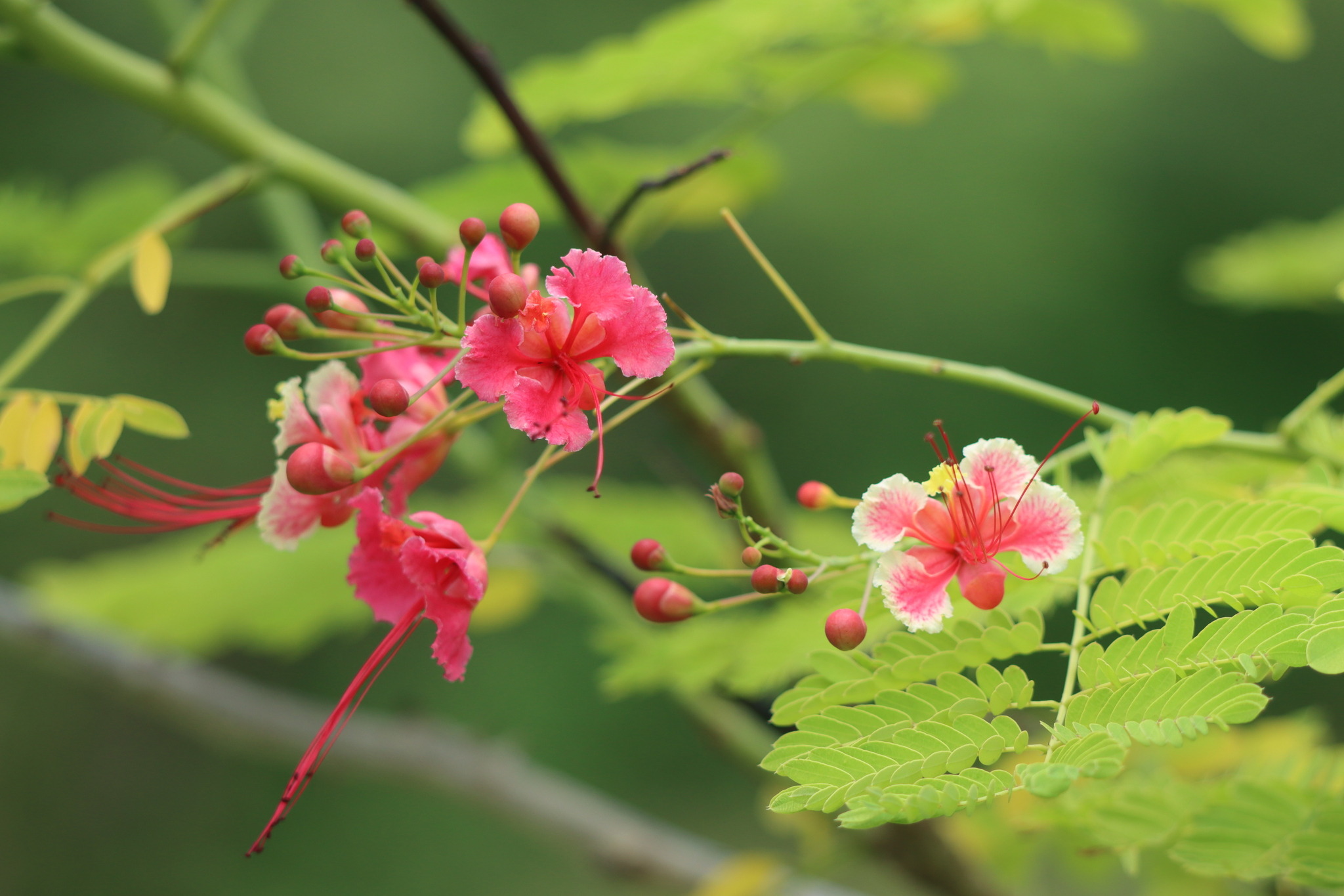Peacock Flower (Caesalpinia pulcherrima)