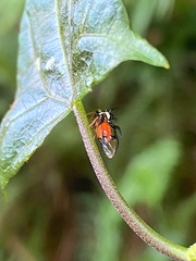 Cyphonia trifida