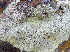 Lecanora argopholis