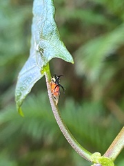 Cyphonia trifida