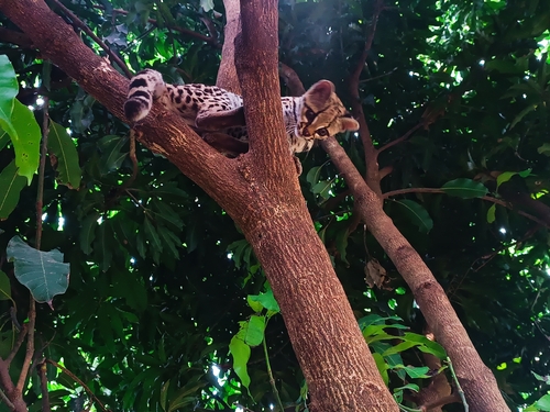 Margay