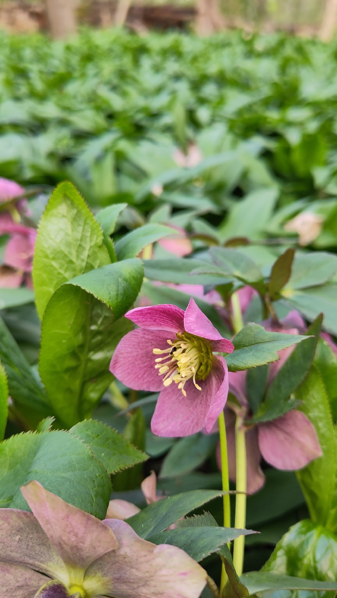 Hybrid Lenten Rose (Helleborus ×)