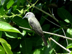 Tyrannus melancholicus