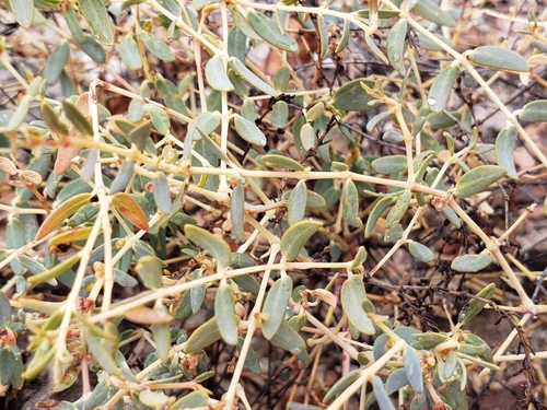 Euphorbia polycarpa var. carmenensis
