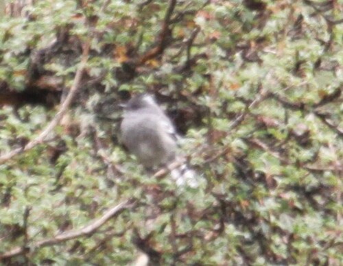 Ash-breasted Tit-Tyrant (Anairetes alpinus), photo 6