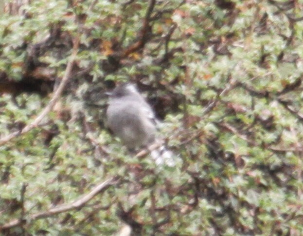 Ash-breasted Tit-Tyrant (Anairetes alpinus), photo 7