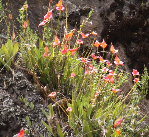 Masdevallia veitchiana, photograph 5
