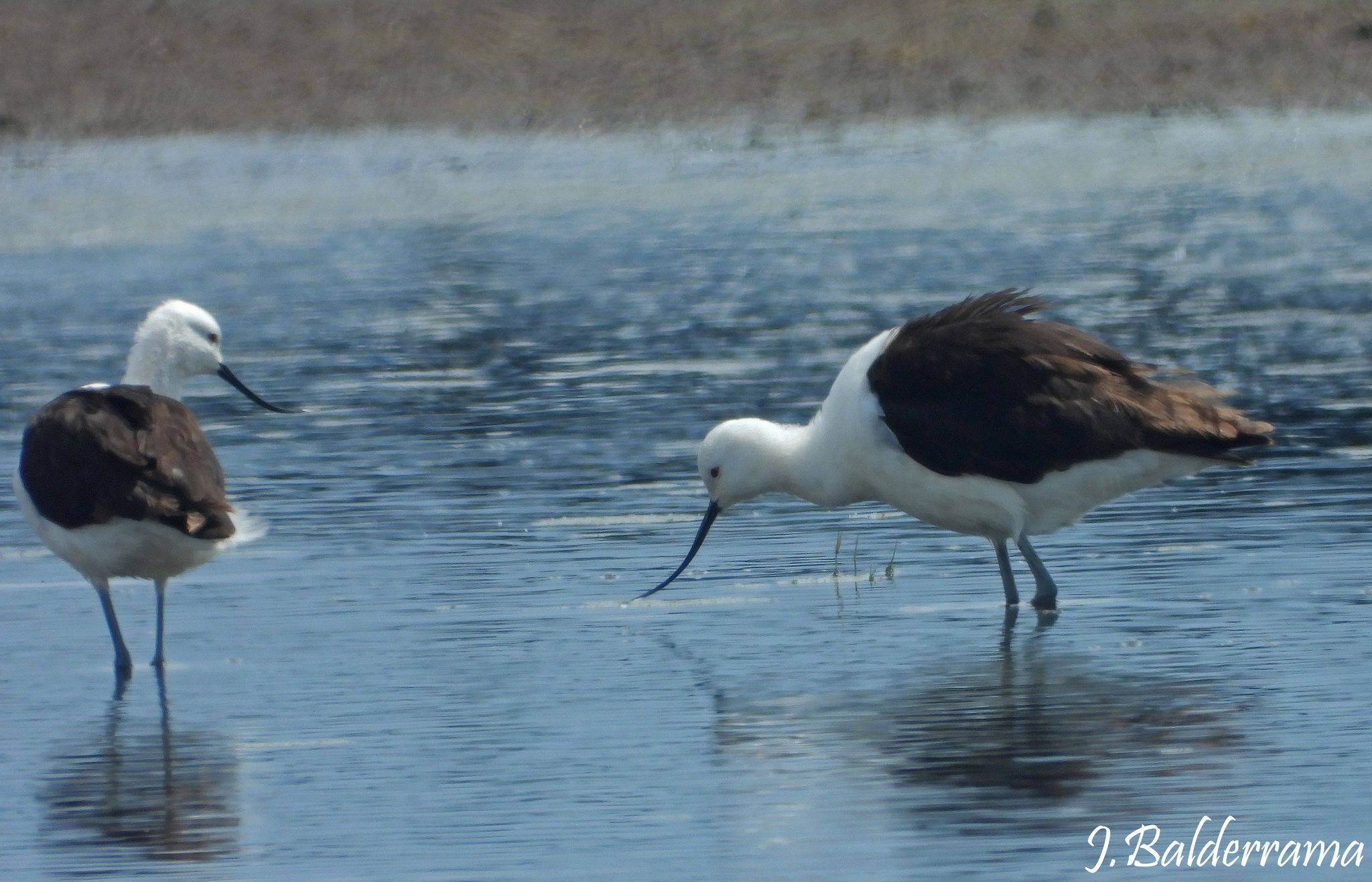Andean Avocet (Recurvirostra andina), photo 3