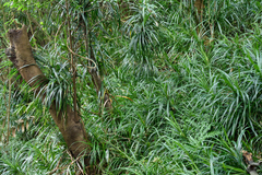 Freycinetia formosana