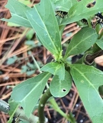Asclepias perennis