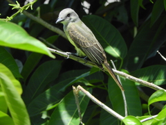 Tyrannus melancholicus