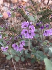 Phacelia bombycina