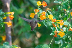 Anthocephala floriceps