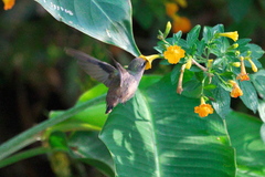 Anthocephala floriceps