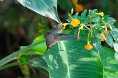 Anthocephala floriceps