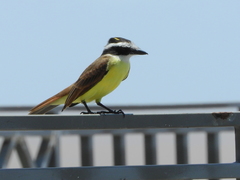 Pitangus sulphuratus
