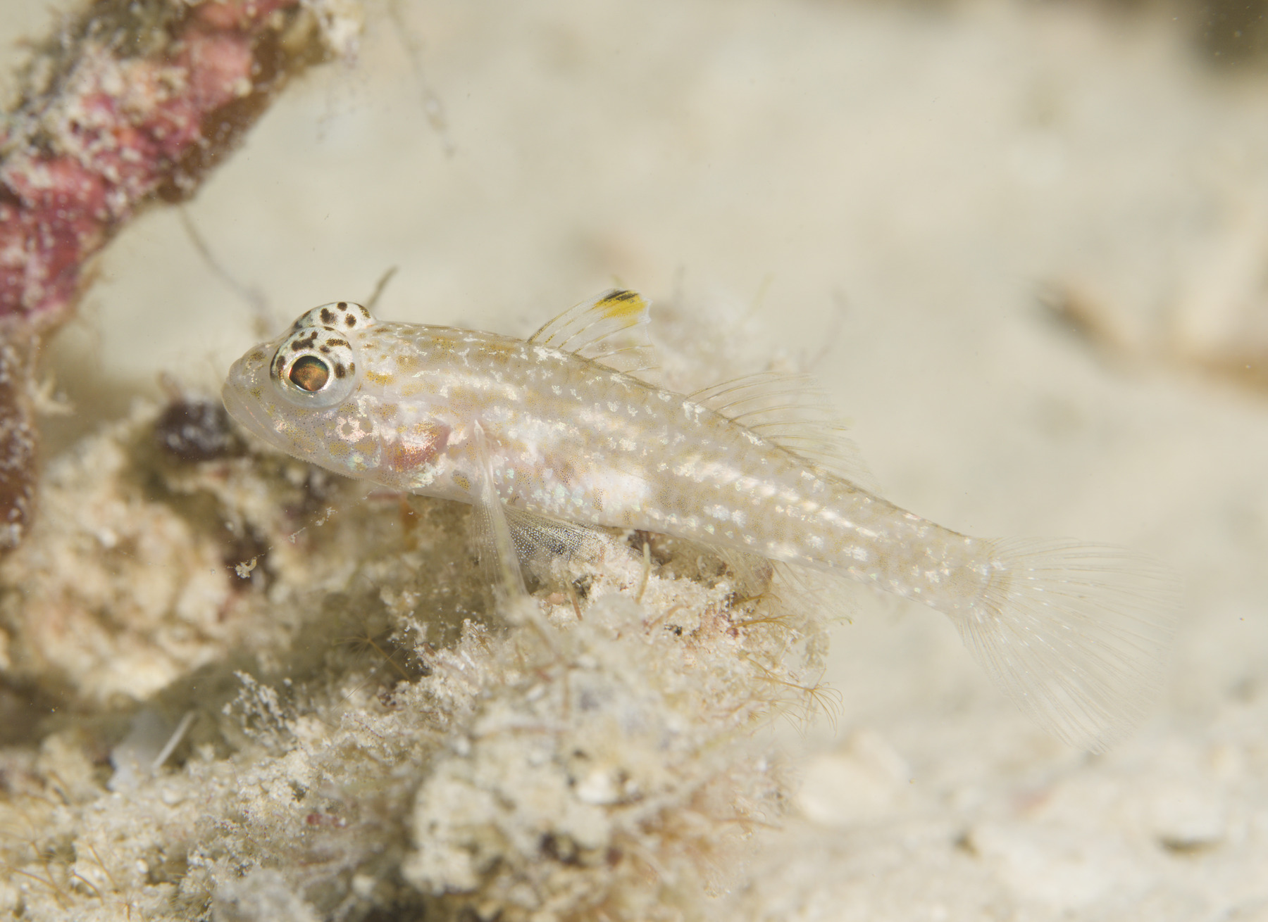 Double-Fin Cheek-Hook Goby photo 2