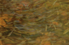 Leucaspius delineatus