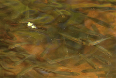 Leucaspius delineatus