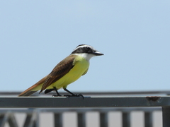 Pitangus sulphuratus