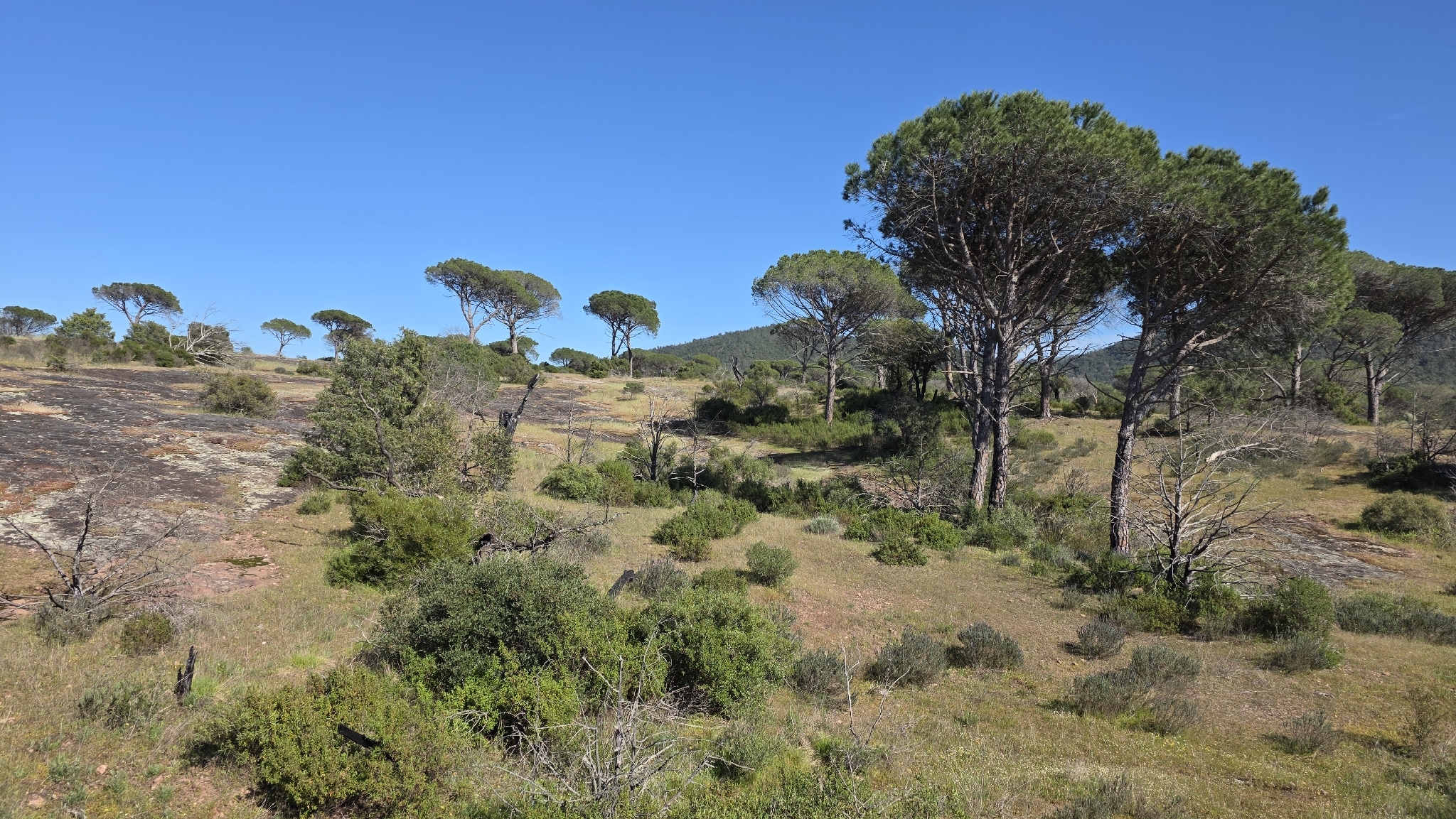 Stone Pine (Pinus pinea)