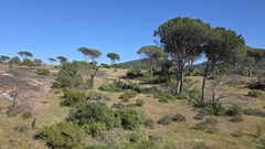 Le Pin Parasol (Pinus pinea)