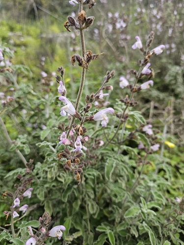 Greek Oregano (Salvia fruticosa)