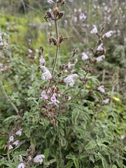 Griechischer Salbei (Salvia fruticosa)