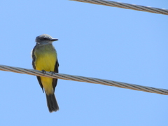 Tyrannus melancholicus