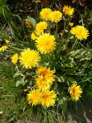 Taraxacum