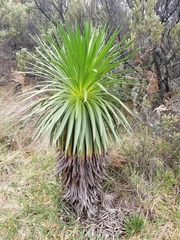 Argyroxiphium grayanum