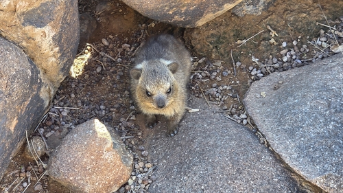 Cape Rock Hyrax