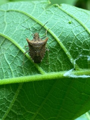 Euschistus cornutus