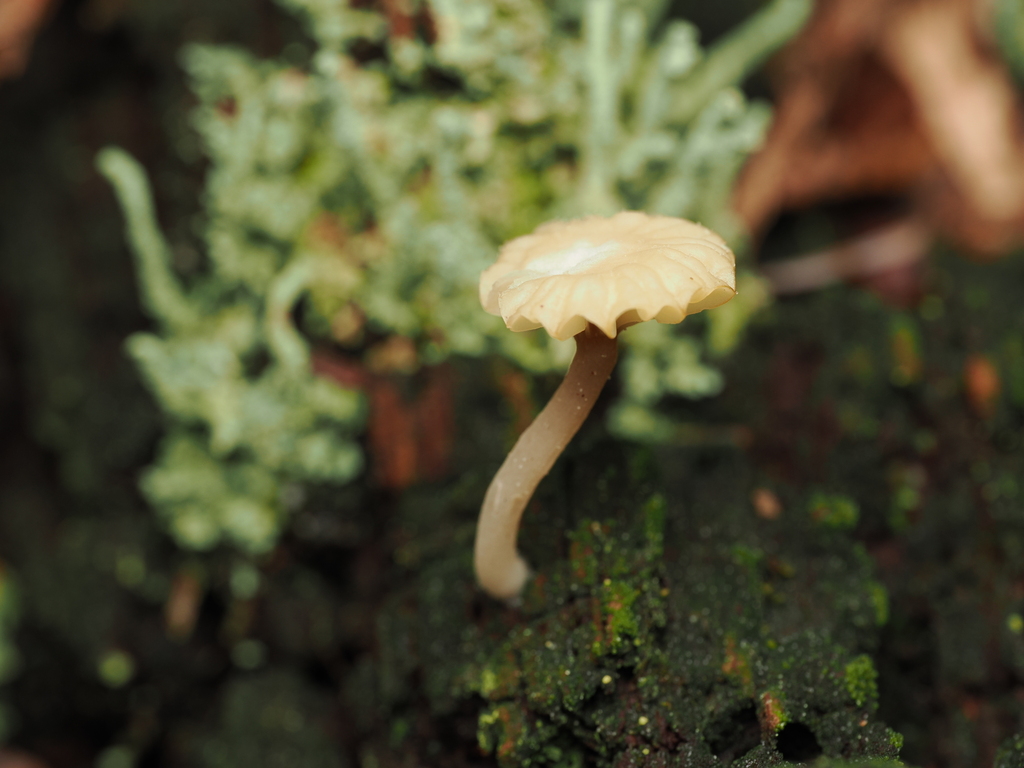Lichenomphalia ericetorum · April 2026 · photo: © quillipede (iNaturalist, cc0)