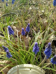 Muscari