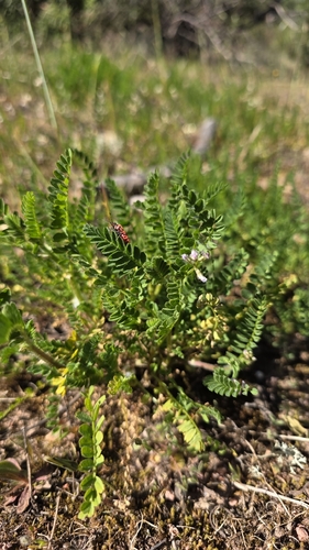 Casbah Biserrula (Biserrula pelecinus)