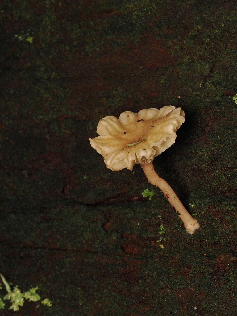 Lichenomphalia ericetorum · April 2026 · photo: © quillipede (iNaturalist, cc0)