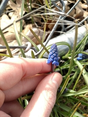 Muscari