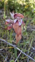 Serapias neglecta, photograph (c) Christoph Moning, some rights reserved (CC BY)